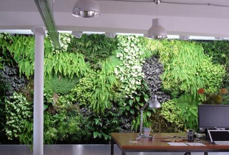 生態(tài)植物墻的設(shè)計(jì)原則？什么是生態(tài)植物墻？