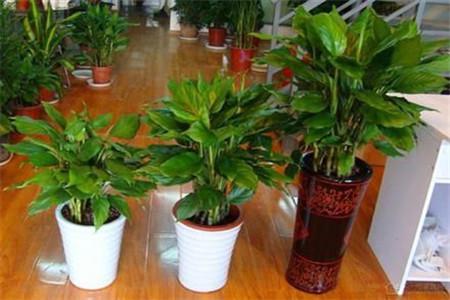 什么植物適合放室內(nèi)？室內(nèi)放植物注意什么？